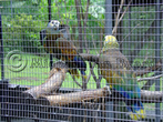National Birds of St Vincent